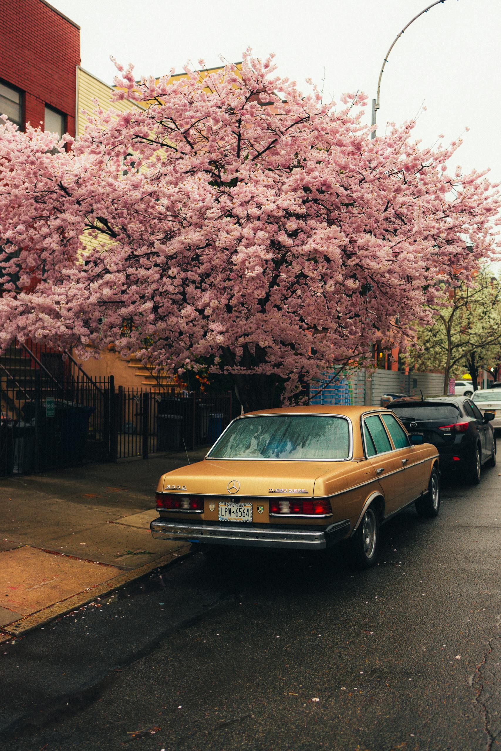 Vintage car beneath cherry blossoms on urban street, celebrating spring blooms.